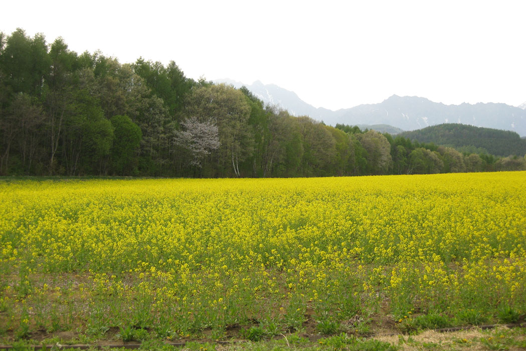 戸隠森林植物園へ行く途中にある鏡池や菜の花畑の景色です